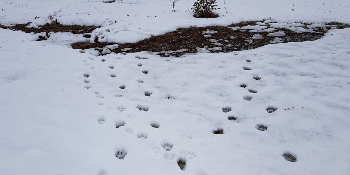 Bilde fra sporing av ulv i Kynnareviret i Hedmark i vinter. Foto: Statens naturoppsyn